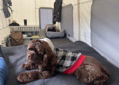 A brown dog with a fluffy coat is lying on a dark gray blanket in a cozy, tent-like space, perfect for overland campers. The dog is wearing a gray and black checkered sweater with red trim. In the background, there are various items including a carrier, a cushion, and hanging clothes.