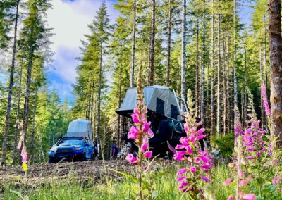 A campsite in a forest with two overland vehicles, each equipped with rooftop tents. The scene includes tall trees, a blue sky with scattered clouds, and vibrant pink wildflowers in the foreground. Campers are partially visible near the tents.